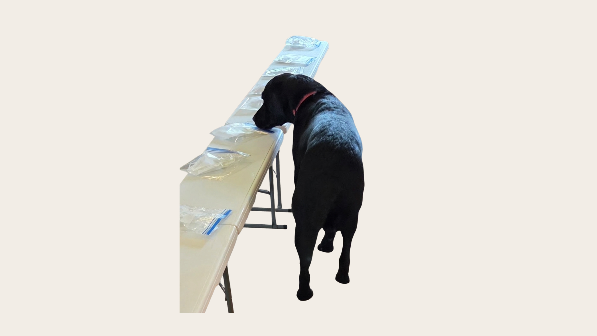 Deacon, black Labrador Retriever, VOCTEK detection dog