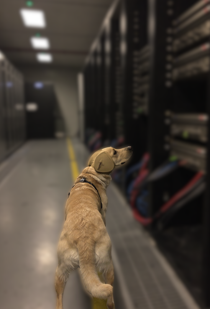 Detection dog working a live data center rack in ESD harness, VOCTEK